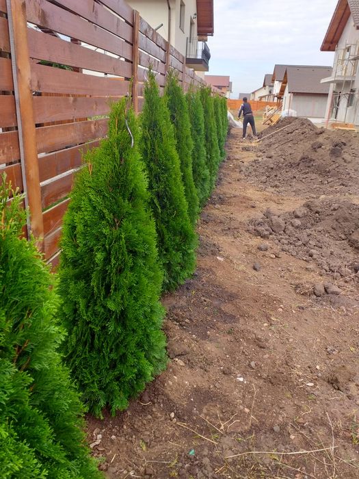 vand plante ornametale
