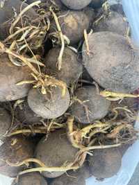 Продаётся семена кортофеля (картошка)