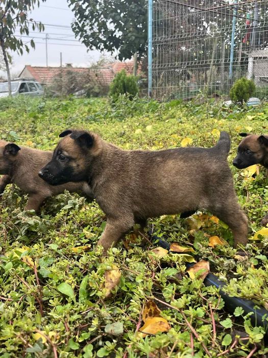 Белгийска овчарка-Малиноа