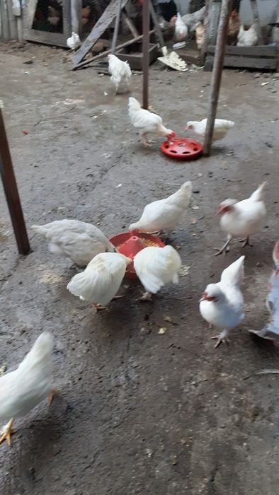 Gaini si cocosi americani