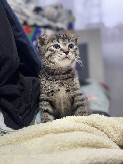 Шотландские котята