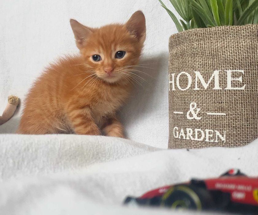 Подаряваме безплатно 4 котенца