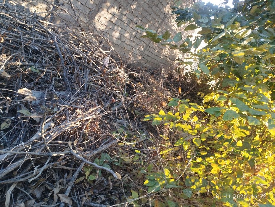 O'tin xar xilidan bor bepul