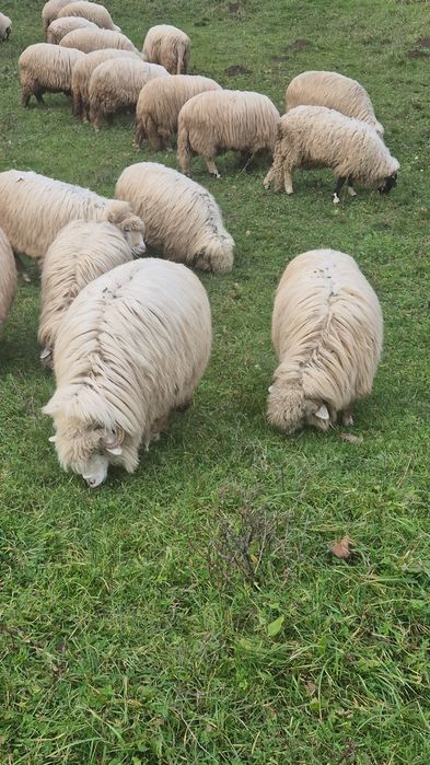 Oi 10 miori si stramiori