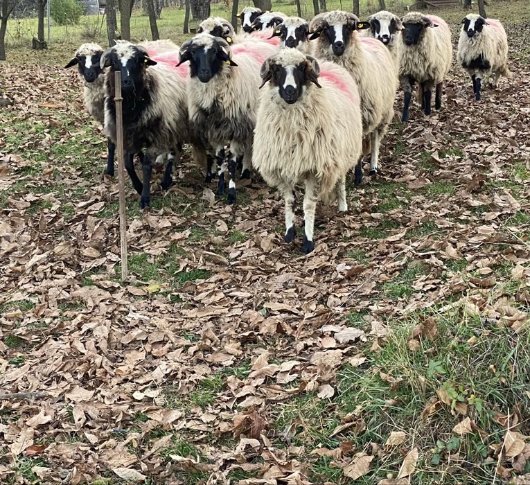 Mieluțe breze de Hațeg.