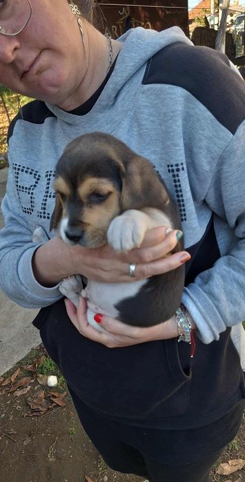 Продавам Мъжко Бигълче