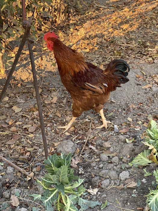 Петухи корейской породы