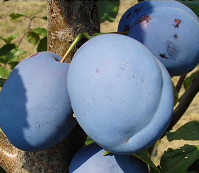Pomi fructiferi de la producator