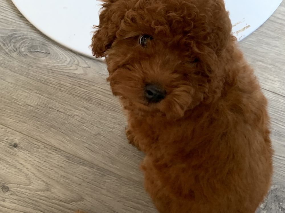 Пудел Той,Poodle Toy