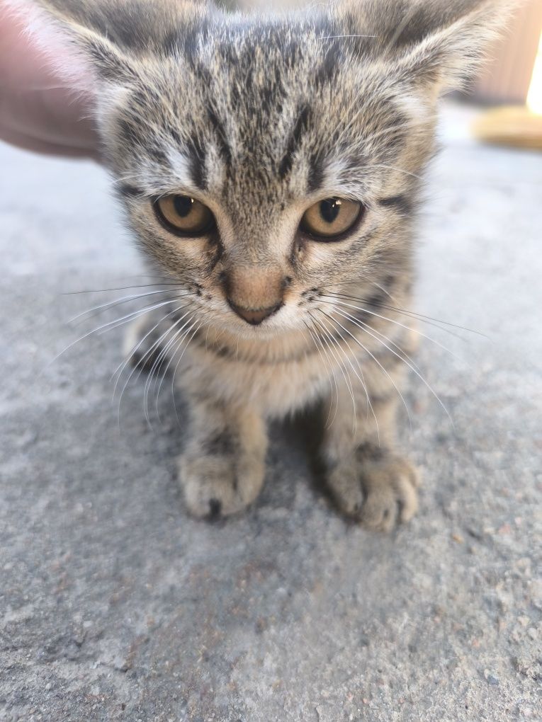 Продам кошку Девочка
