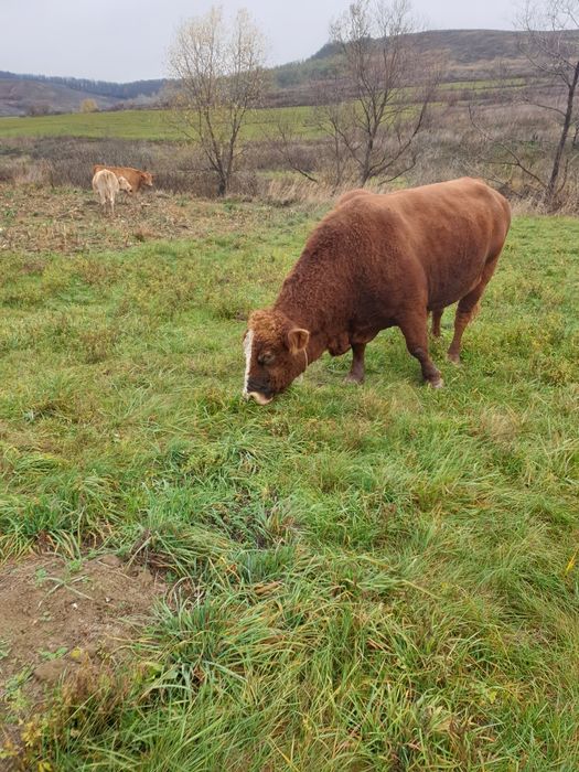 Dau taurași  si o vaca mintata în 7 luni rasa baltata romanesca în com