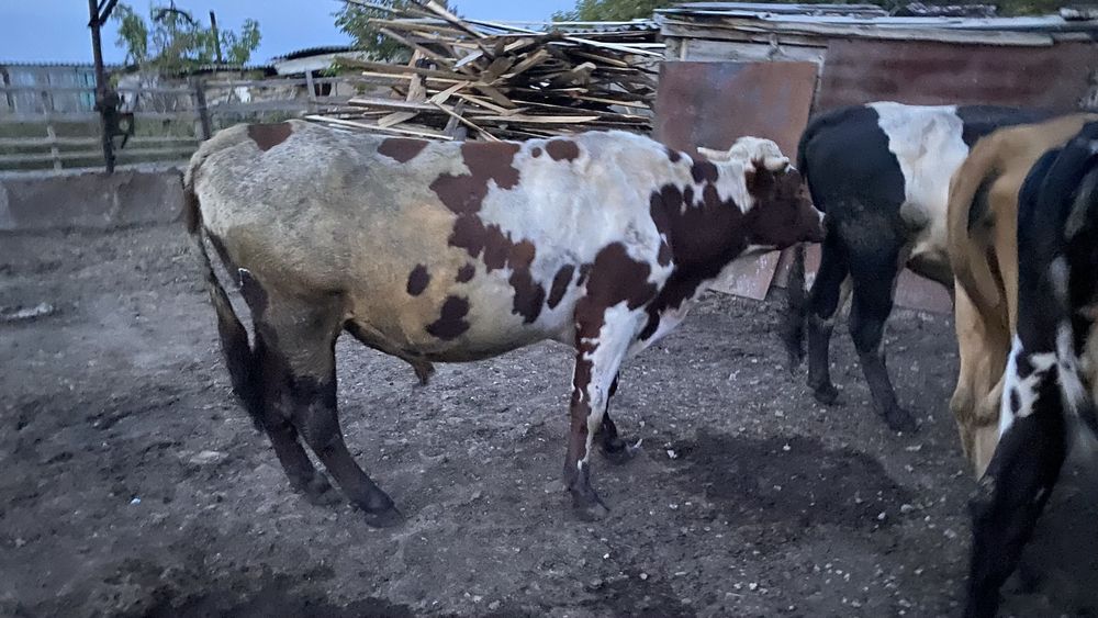 Продам быков.