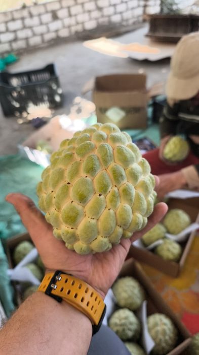 Mango ready to eat -  fructe din Egipt direct de la importator