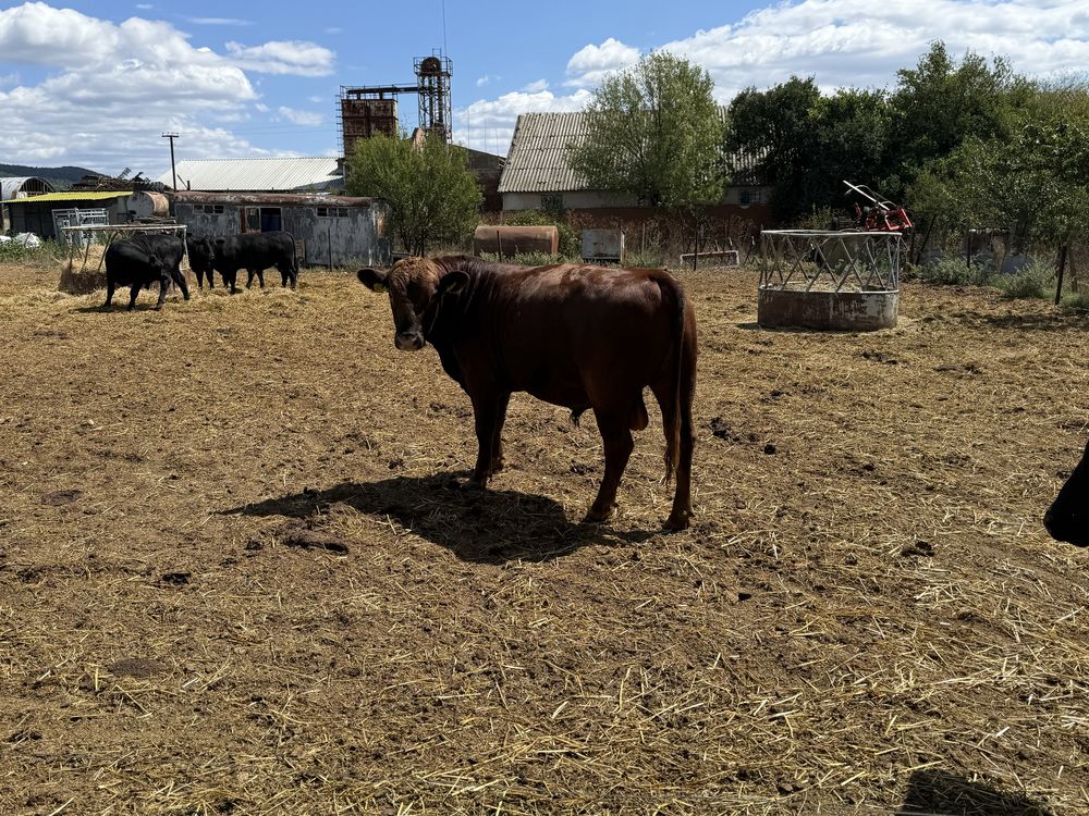 Продавам Абърдин Ангус между 450 и 550кг