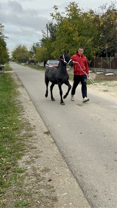Vand manz metish de frizian din mama metish si tata frizian