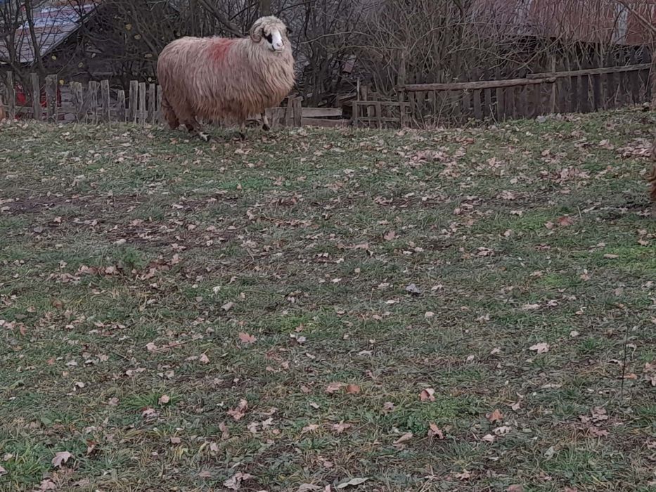 De vânzare 10 oi cu miei