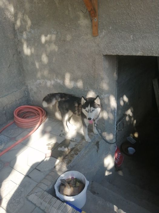 Сибирские хаски,,,