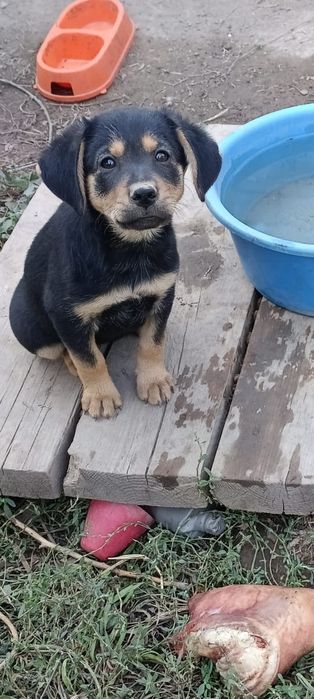 Отдам щенков в хорошие руки