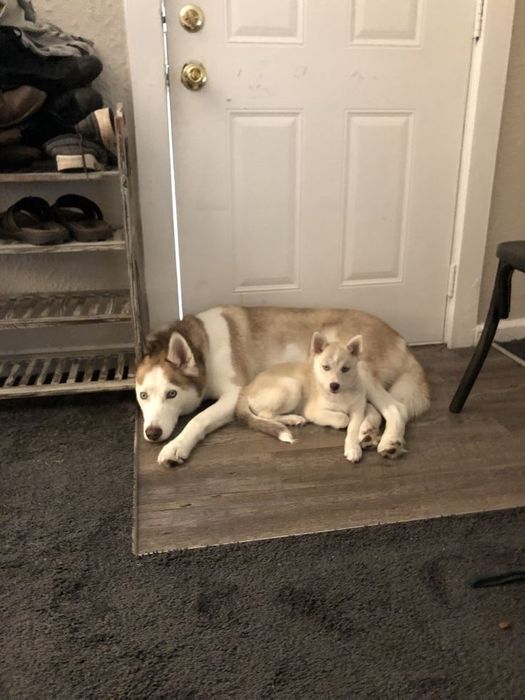 Husky siberian/ ochii albastri