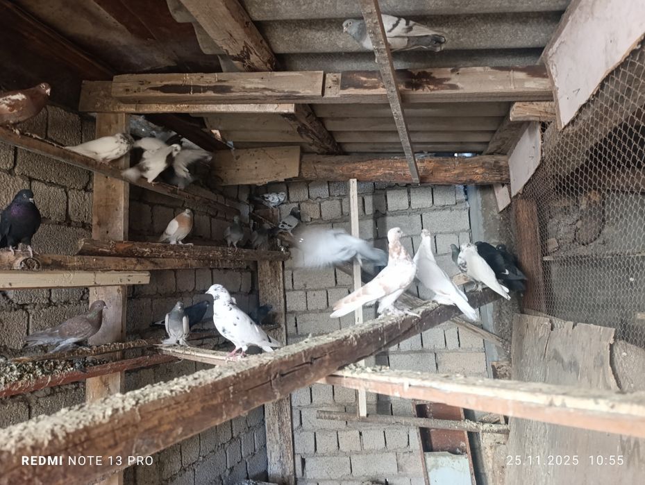 Кабутарлар сотилади