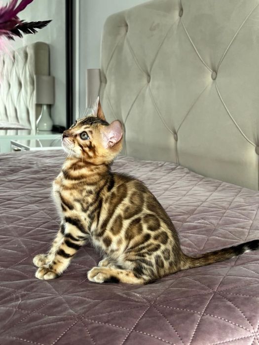 Pui bengal cu pedigree