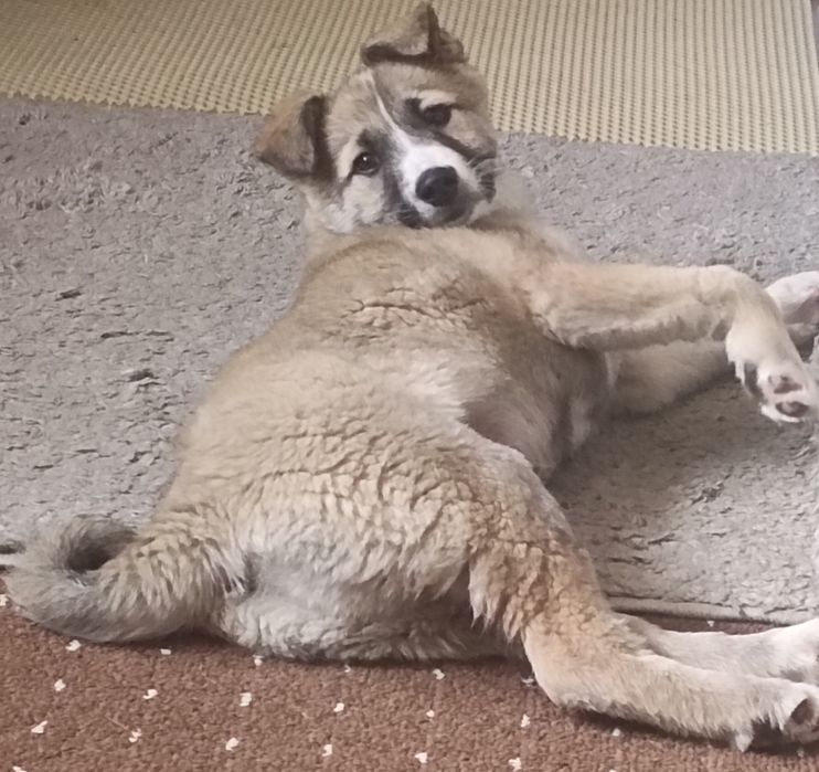 Срочно отдам щенка, девочка, родилась 19 сентября,