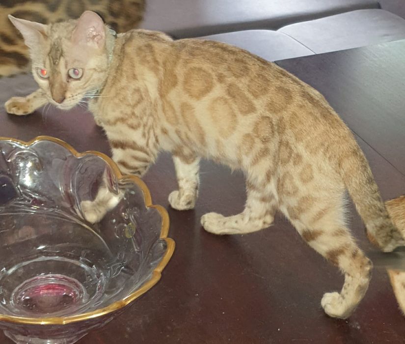 Продам Бенгальскую кошку