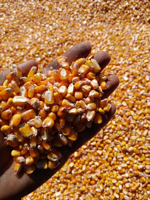 Vând porumb 2025 pret 1.2 lei kg