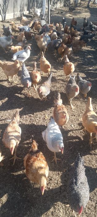 Găini de vânzare tinere