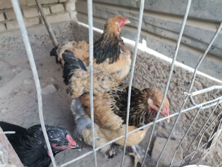 Brama tovuqlar sotiladi
