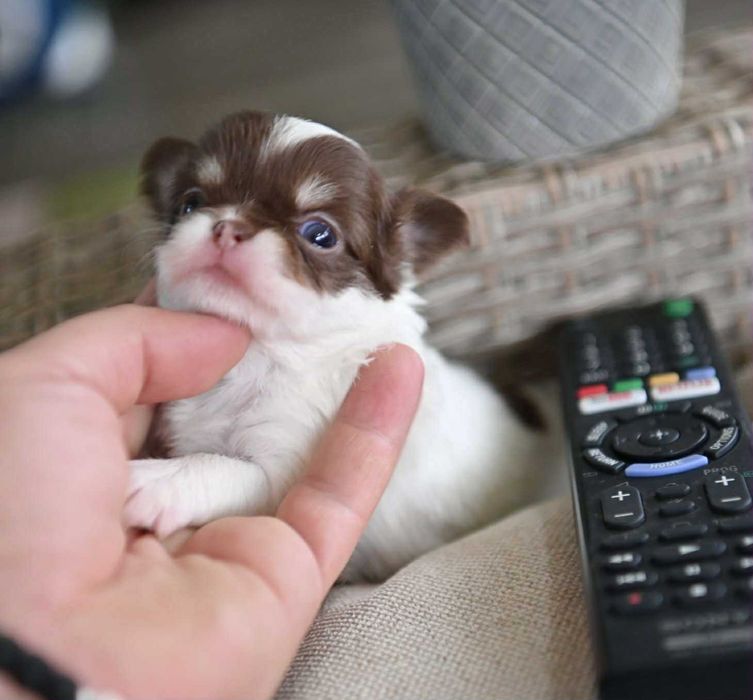 Мъжко дългокосместо мини чихуахуа