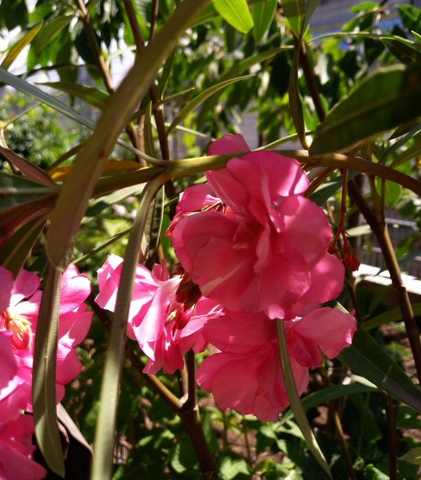 Leandru mare în ghiveci – Nerium oleander