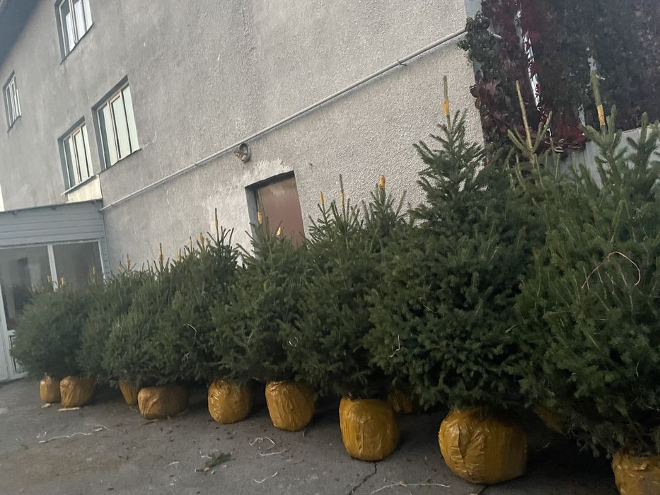 Ель тянь-шанька ель голубои ,ель глаука сасна крымка шренка ель