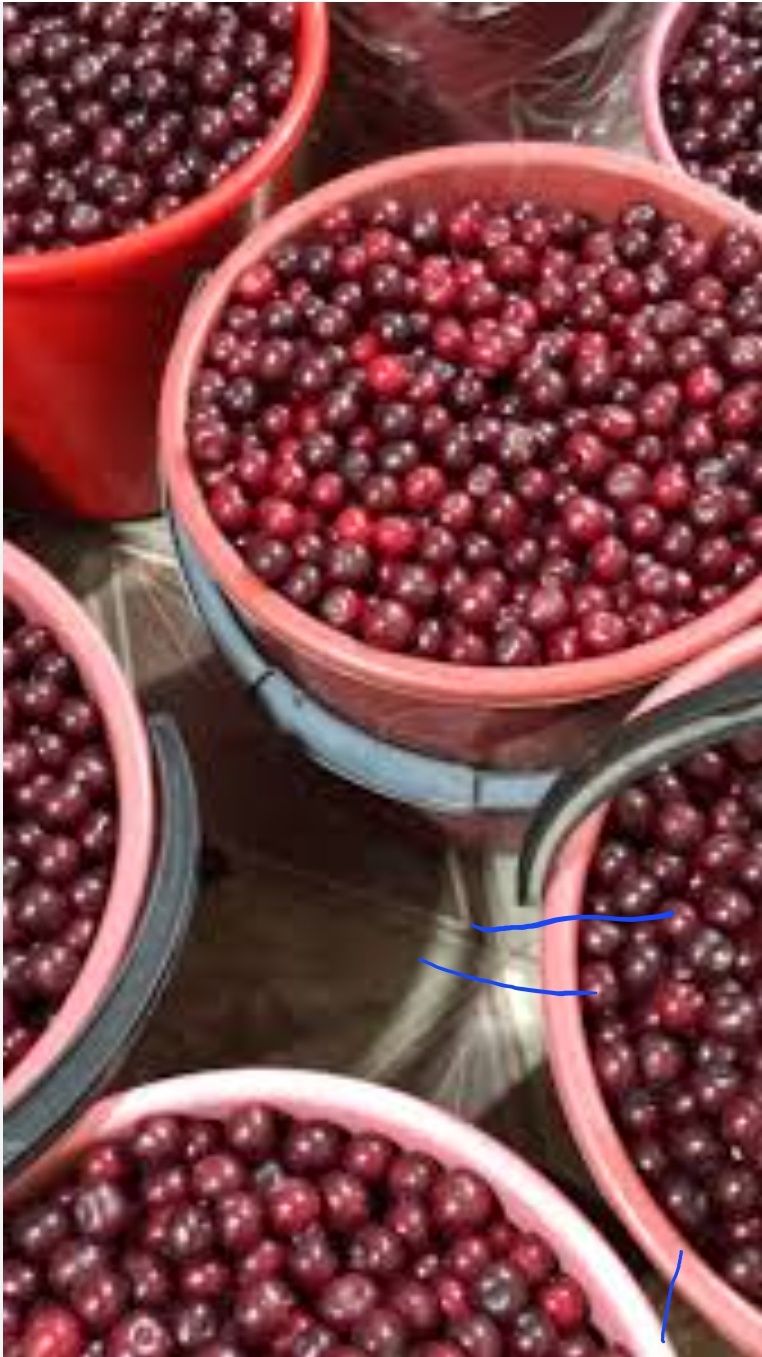 Продам крупную домашнюю спелую вишню