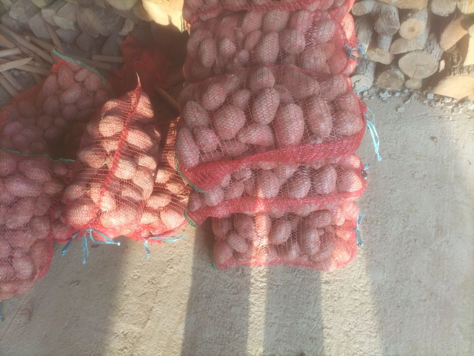 Cartofi de vanzare consum si pentru animale