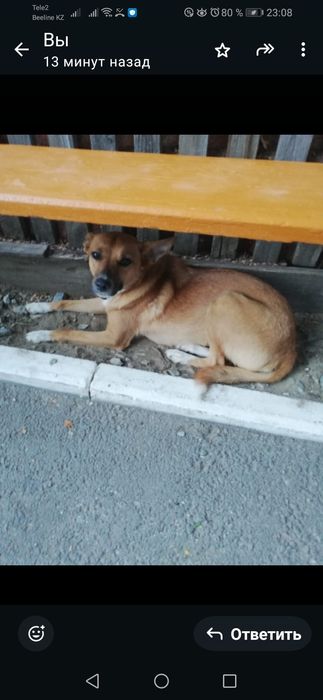 SOS SOSСобака в добрые руки