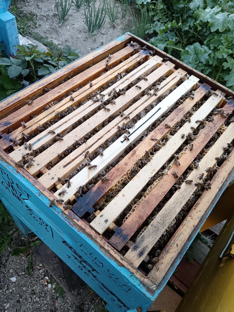 Vand 20 familii de albine ( fara cutii , doar ramele cu albine )