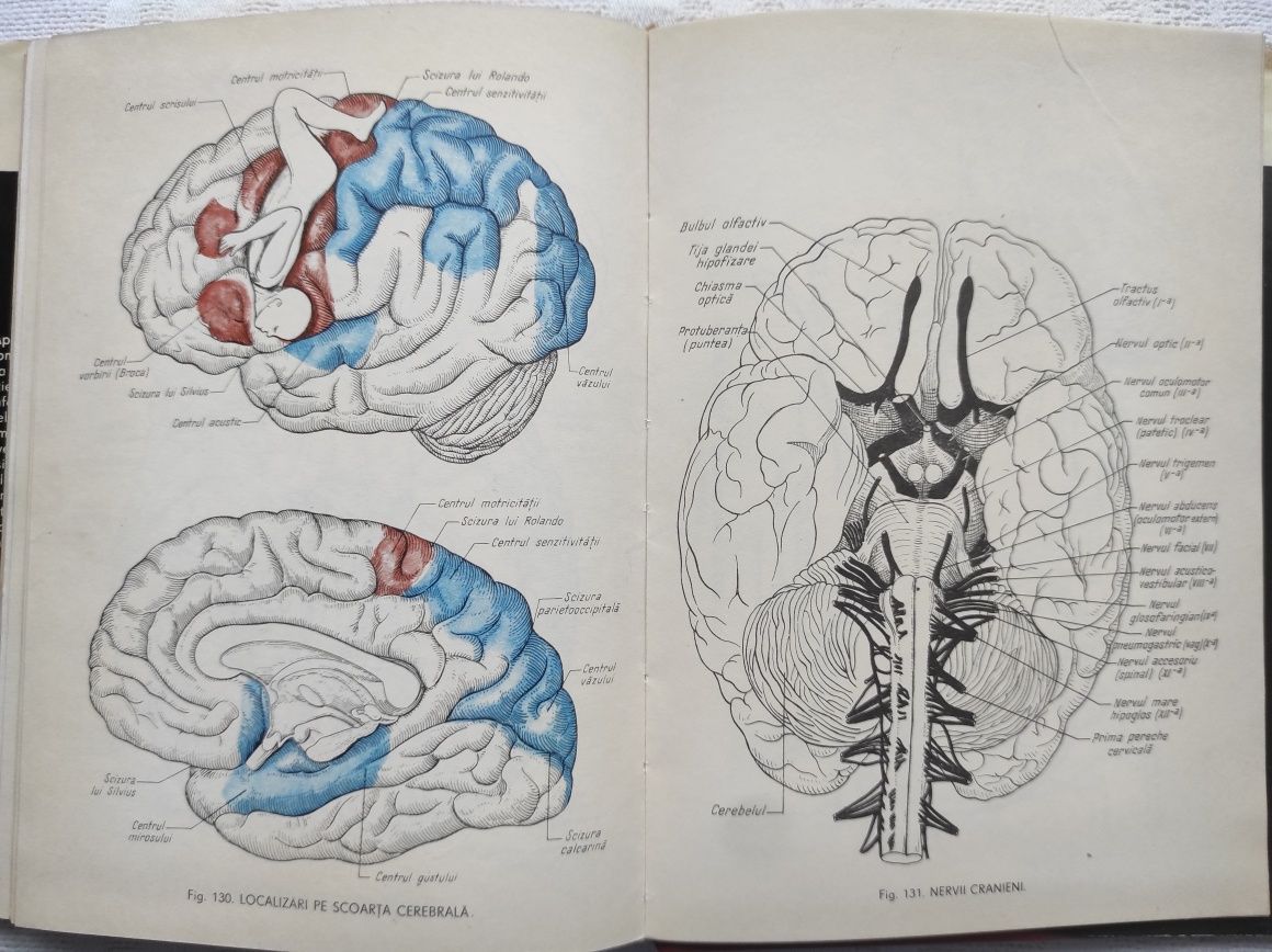 Atlas Anatomia omului Dem Theodorescu