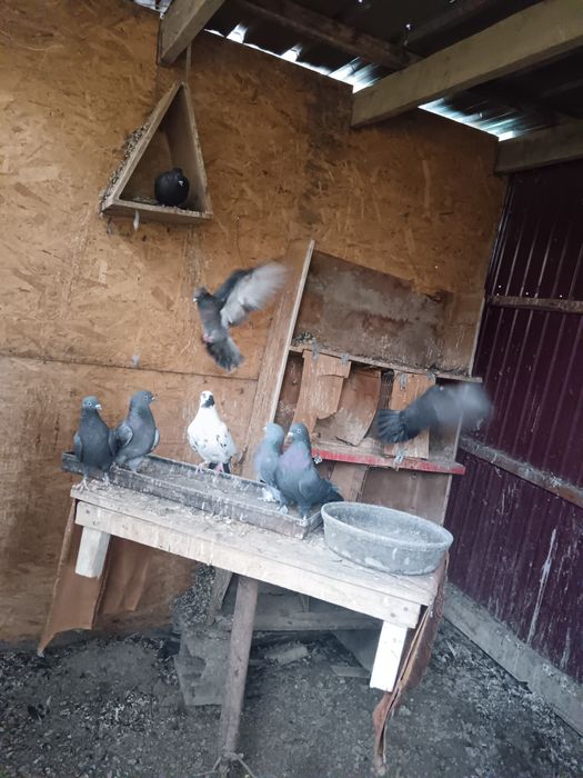 Голуби домашние игровые