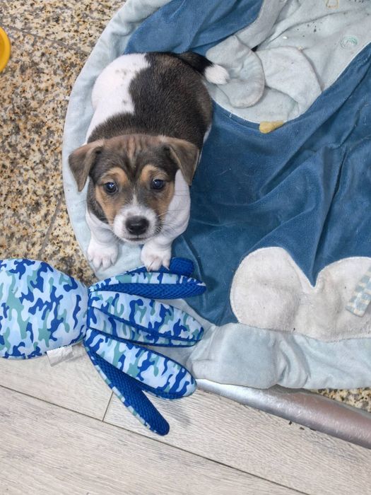 Джак ръсел териер