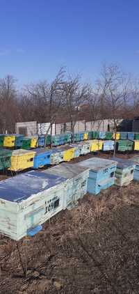 vând familii de albine pe alese