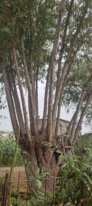 Tol daraxti sotiladi