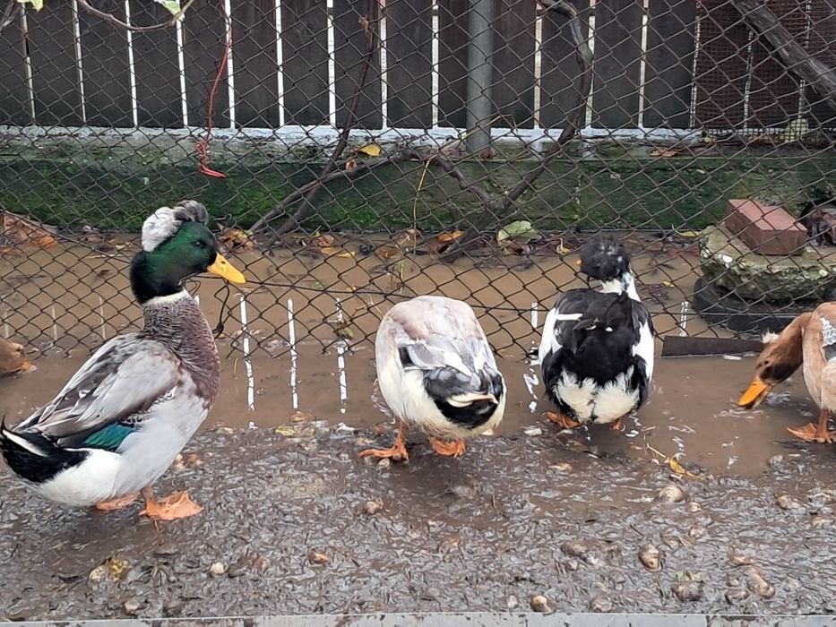 Rate si ratoi motati