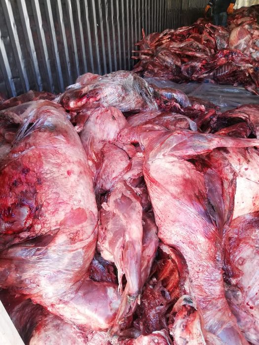 Мясо  Сайгака жирные