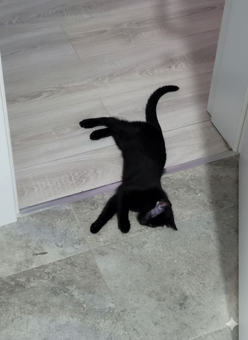 Pentru adopție - pui (femelă) de culoare neagră