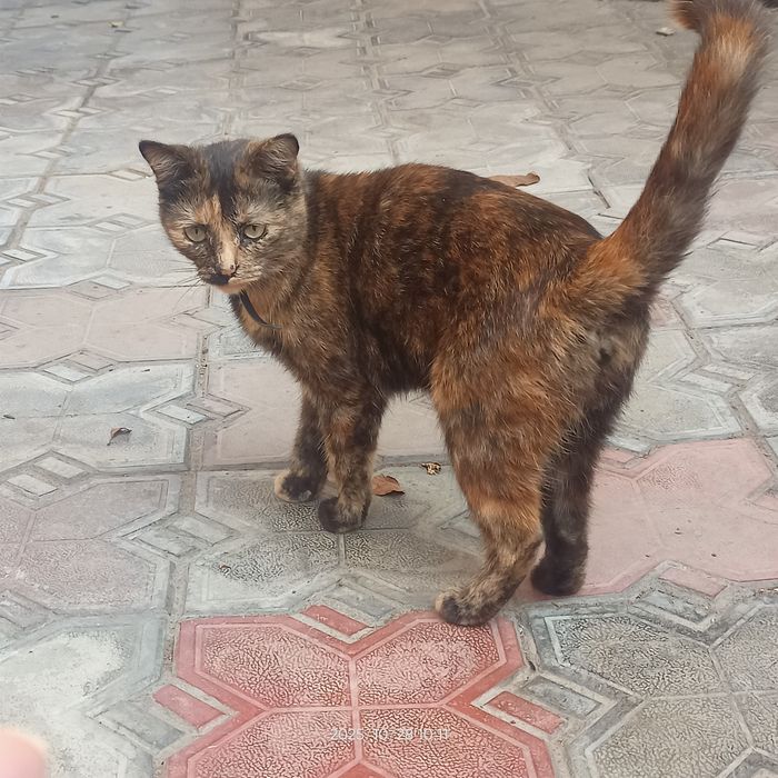 Отдам кошечку бесплатно в добрые руки.