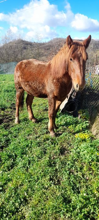 Urgent !!! Vând mânz semigreu