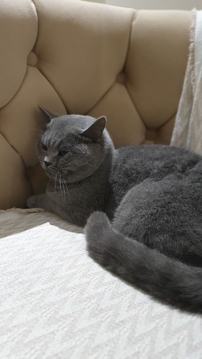 Scottish fold sotiladi toza zotdor erkak