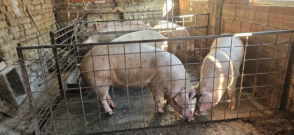 Големи кастрирани прасета