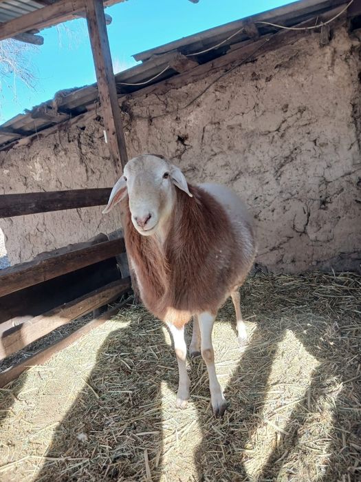 Кошкар сатылады порода АРАШАН 1.5 жасар